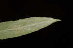 Heller's cudweed